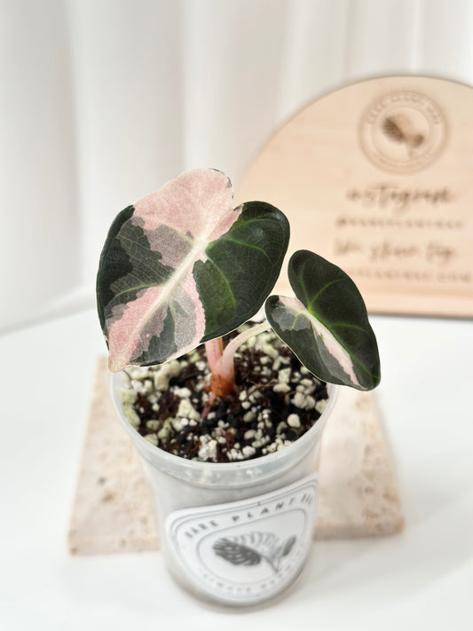 Alocasia Heart Balloon Variegated - pink