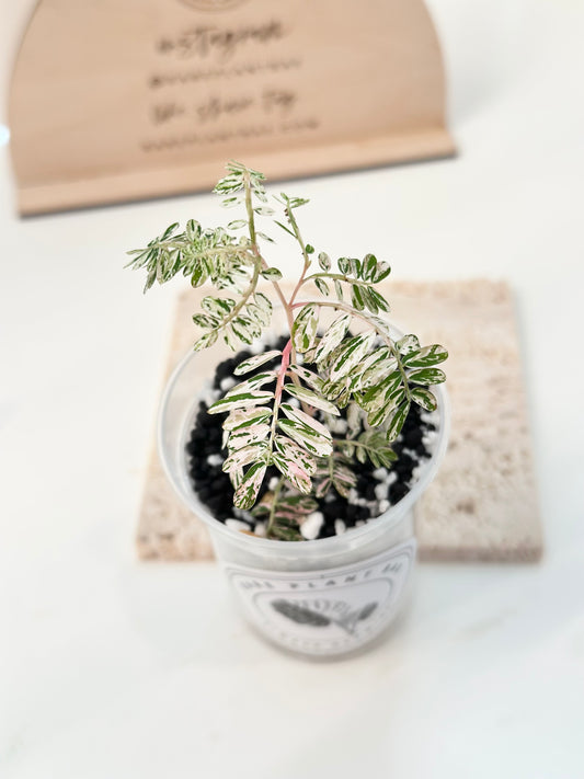 Phyllanthus Urinaria variegated - pink