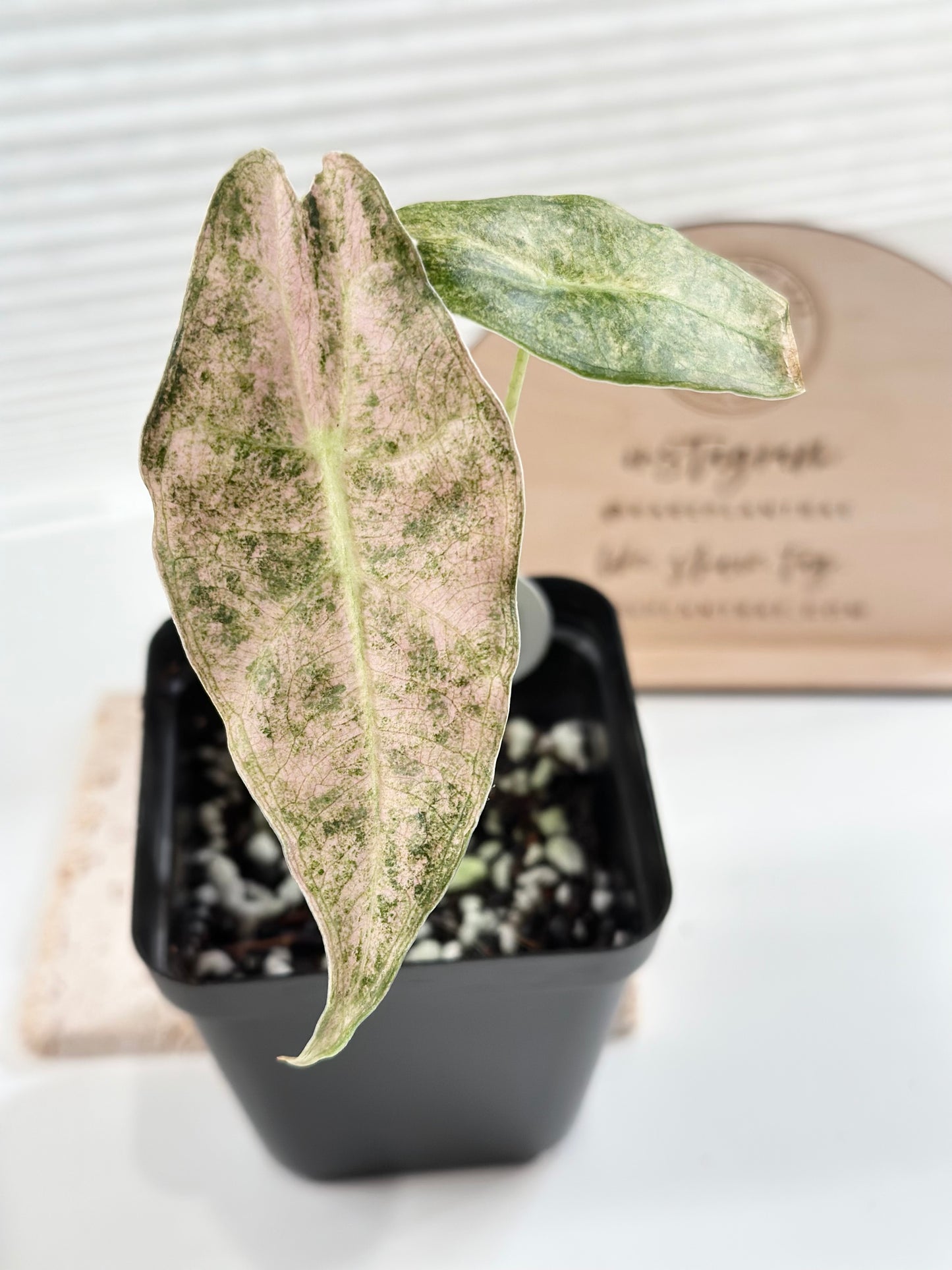 Alocasia Black Satun Variegated - Stardust