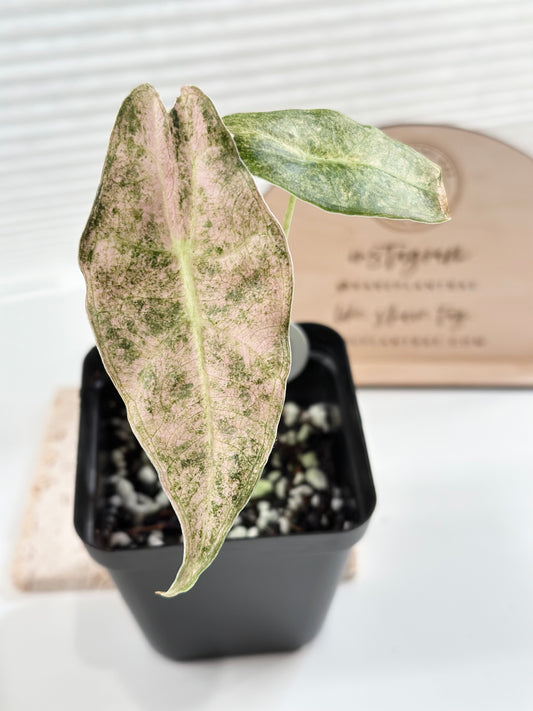 Alocasia Black Satun Variegated - Stardust
