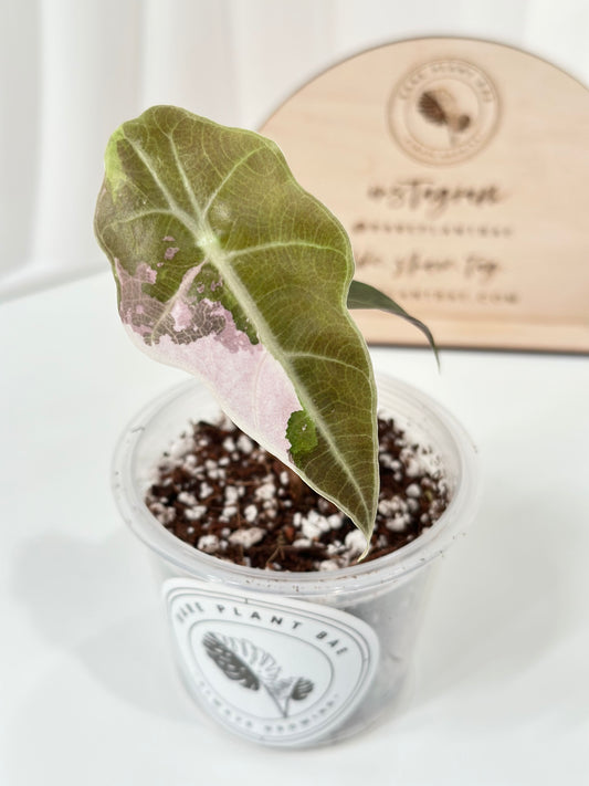 Alocasia Amazonica variegated - pink/albo (true US version)