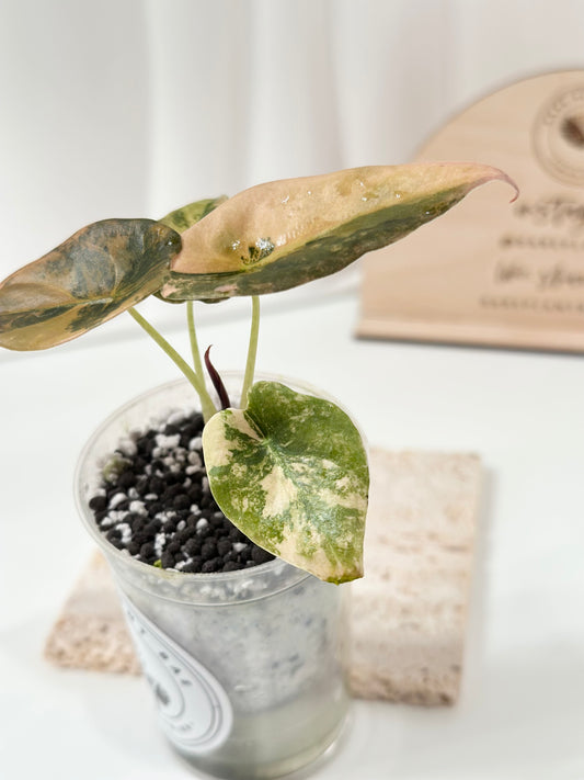 Alocasia Cuprea variegated - "gold latte"/ aurea