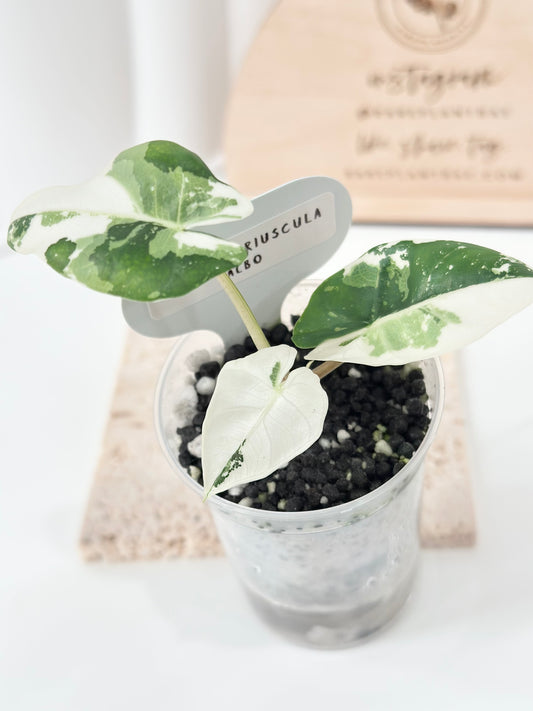 Alocasia Scabriuscula Variegated - albo