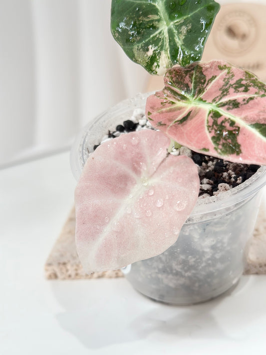 Alocasia Black Velvet Variegated - pink/albo