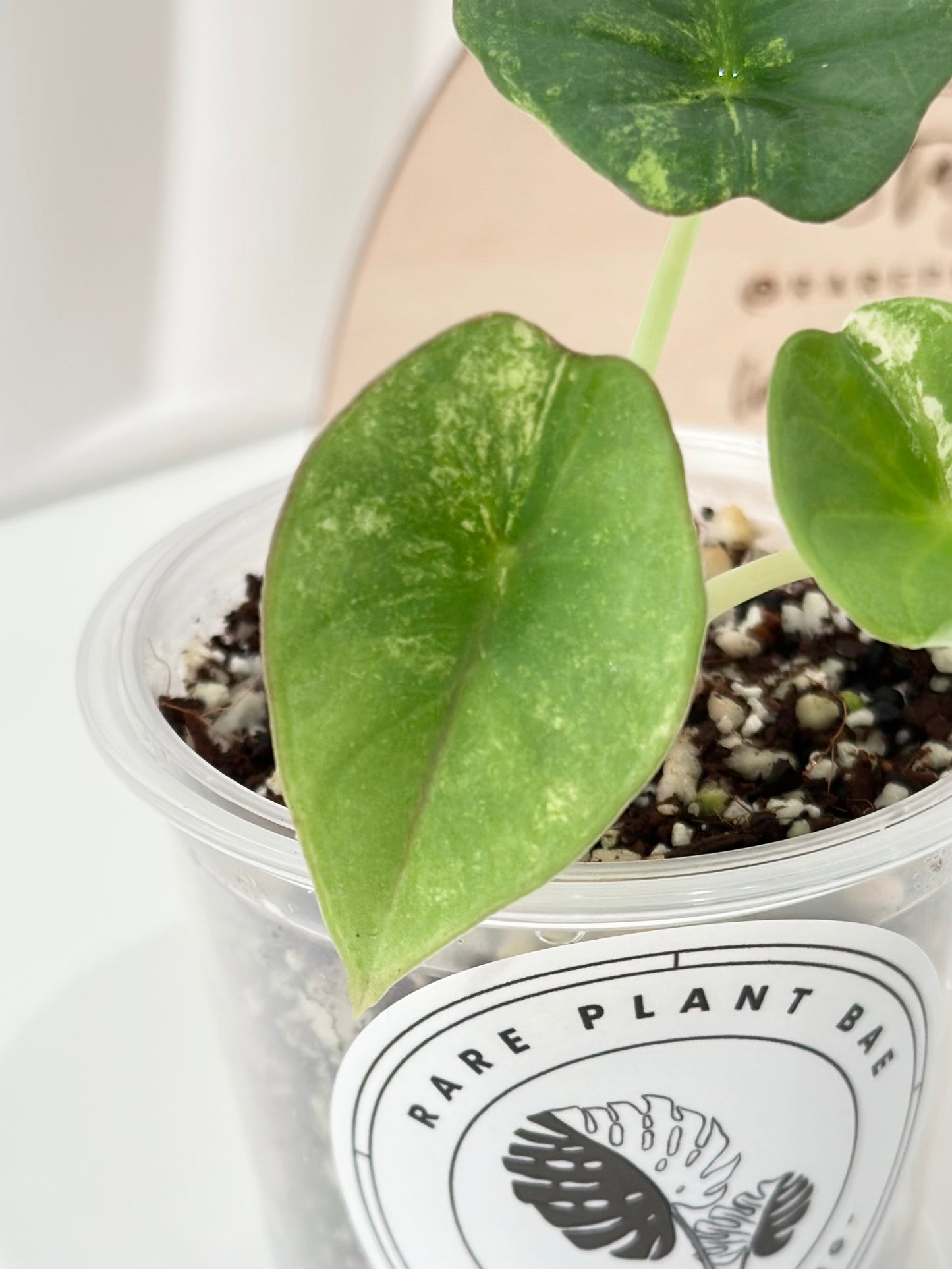 Alocasia Nebula Variegated - aurea