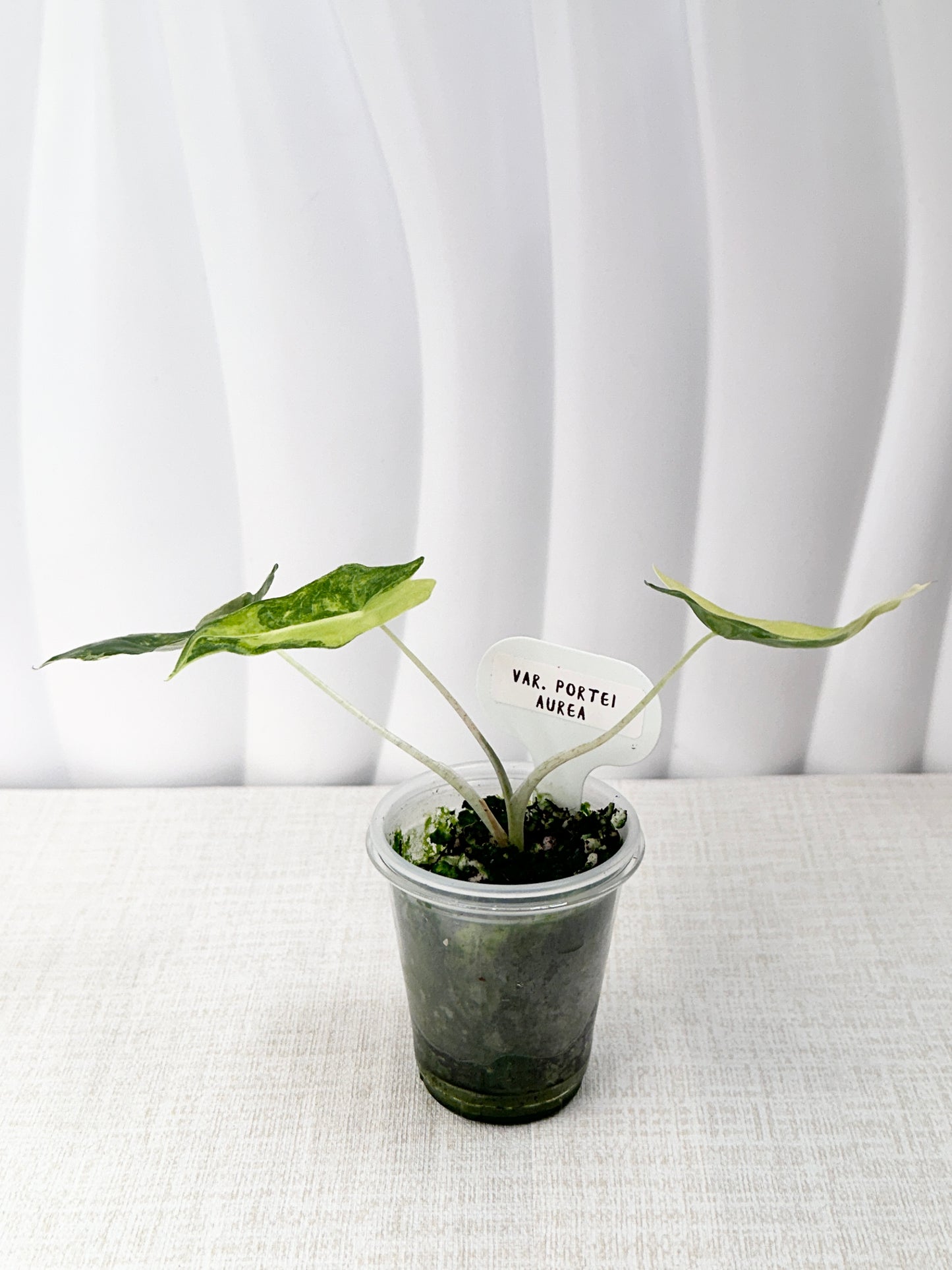 Alocasia Portei variegated - aurea *high var*