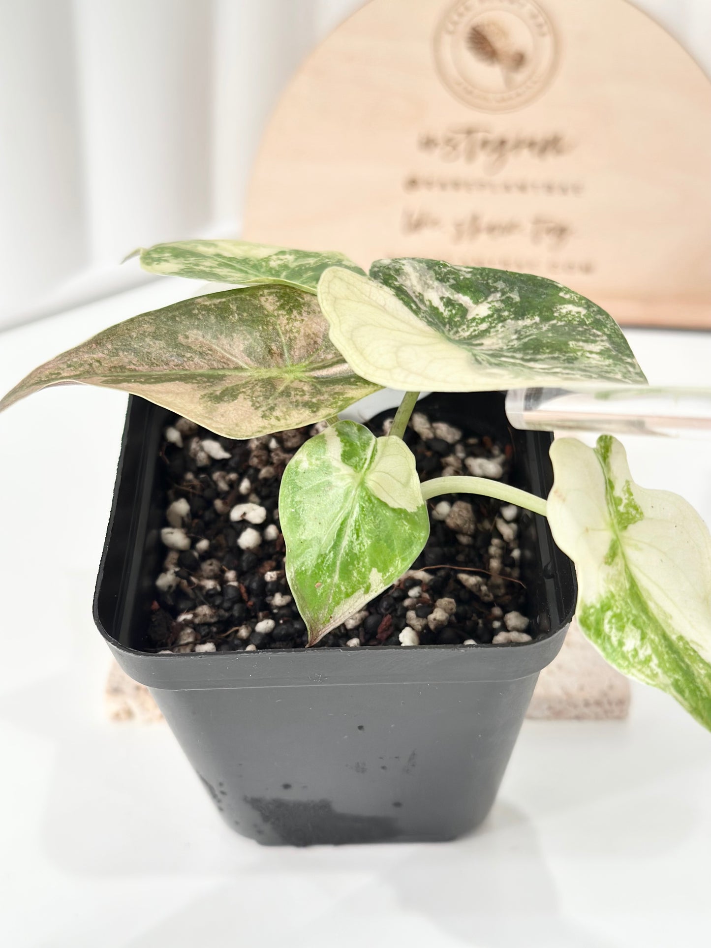 Alocasia Wentii variegated - pink/ albo (A3)