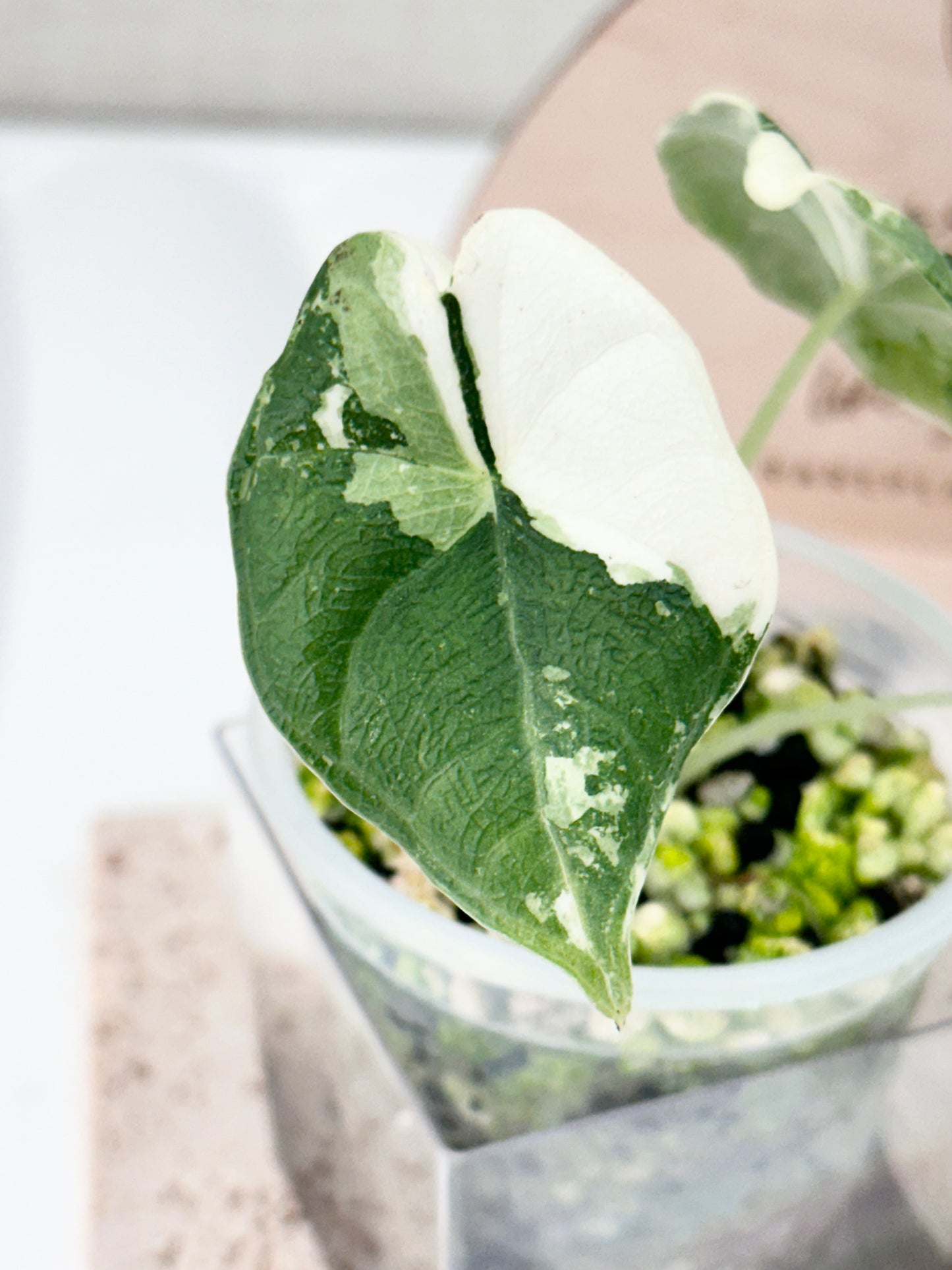 Alocasia Melo variegated - albo