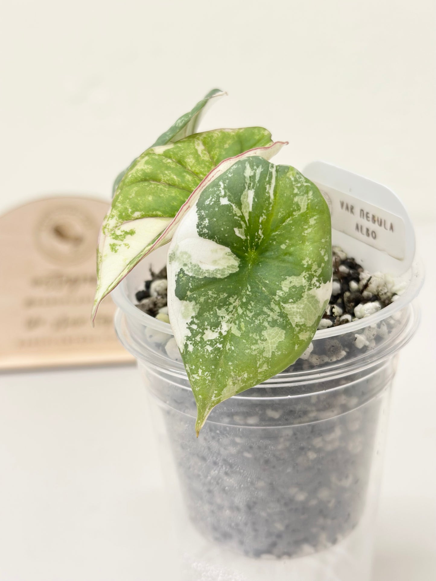 Alocasia Nebula Variegated - albo