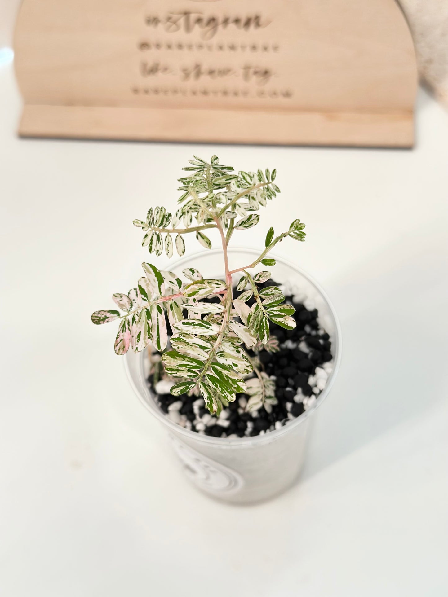 Phyllanthus Urinaria variegated - pink