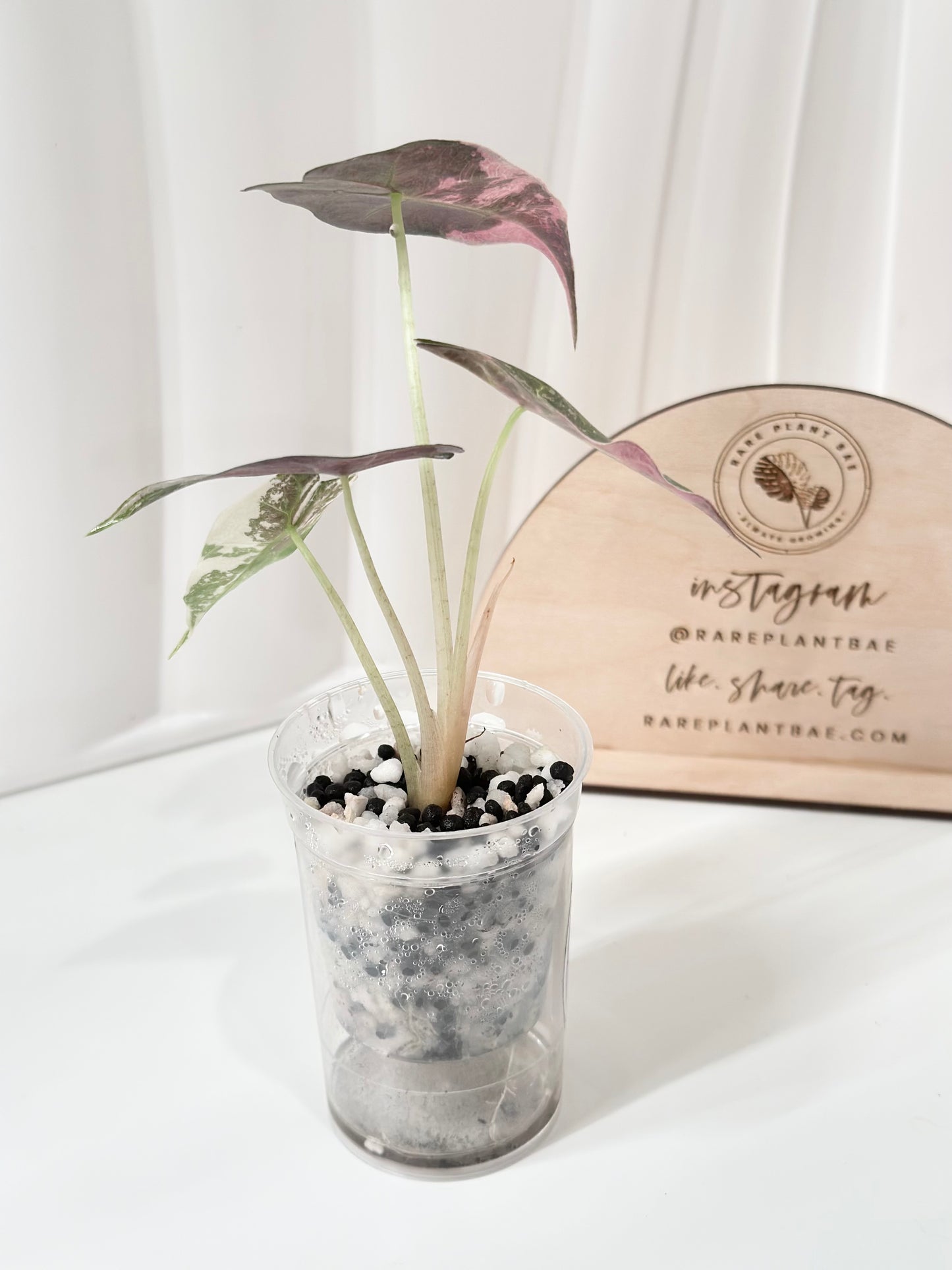 Alocasia Polly variegated - Pink
