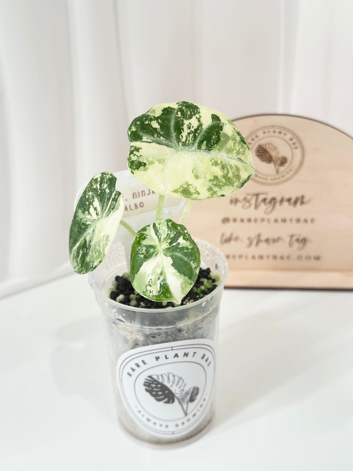 Alocasia Ninja variegated - albo