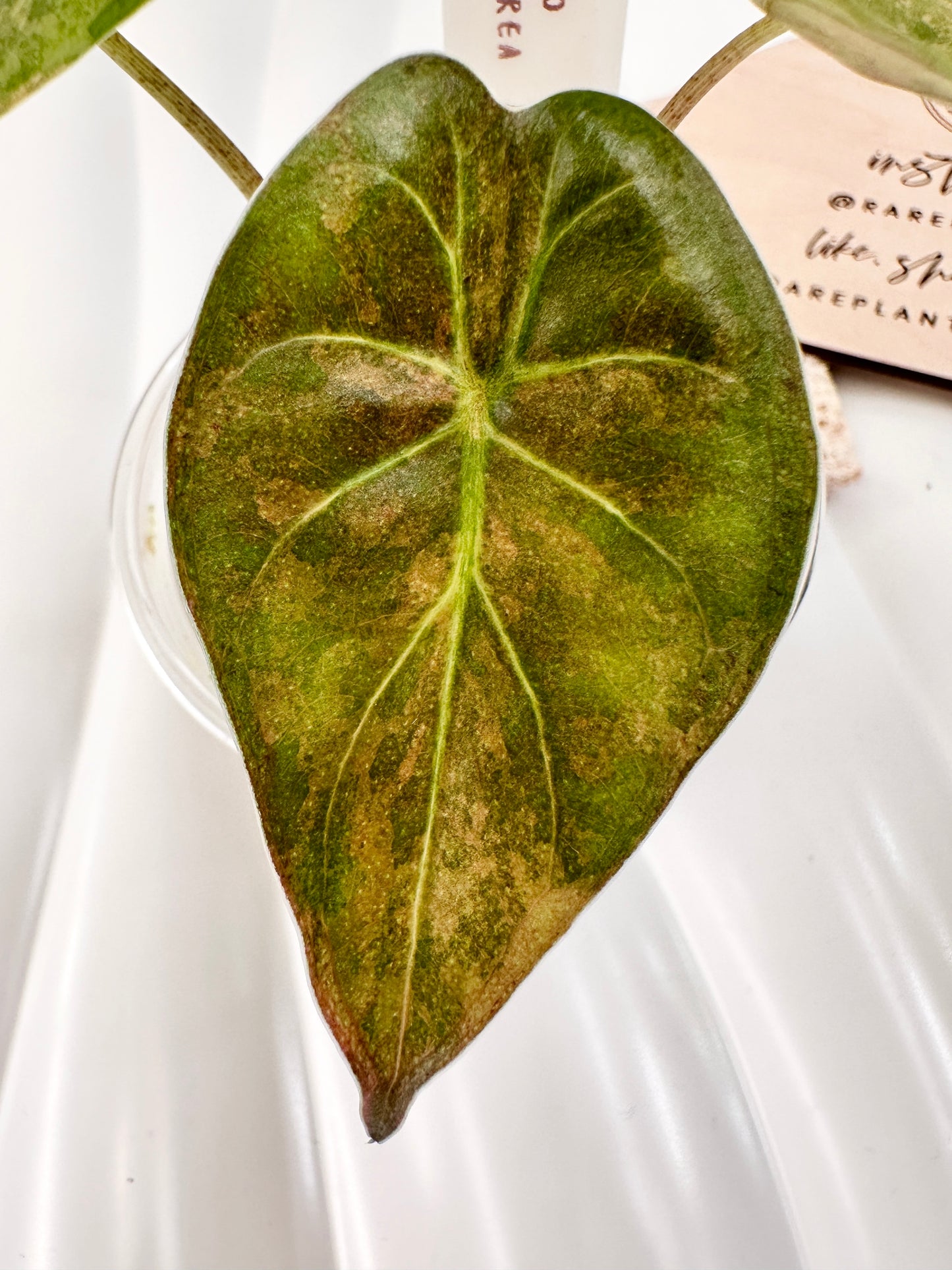 Alocasia Wentii variegated - aurea