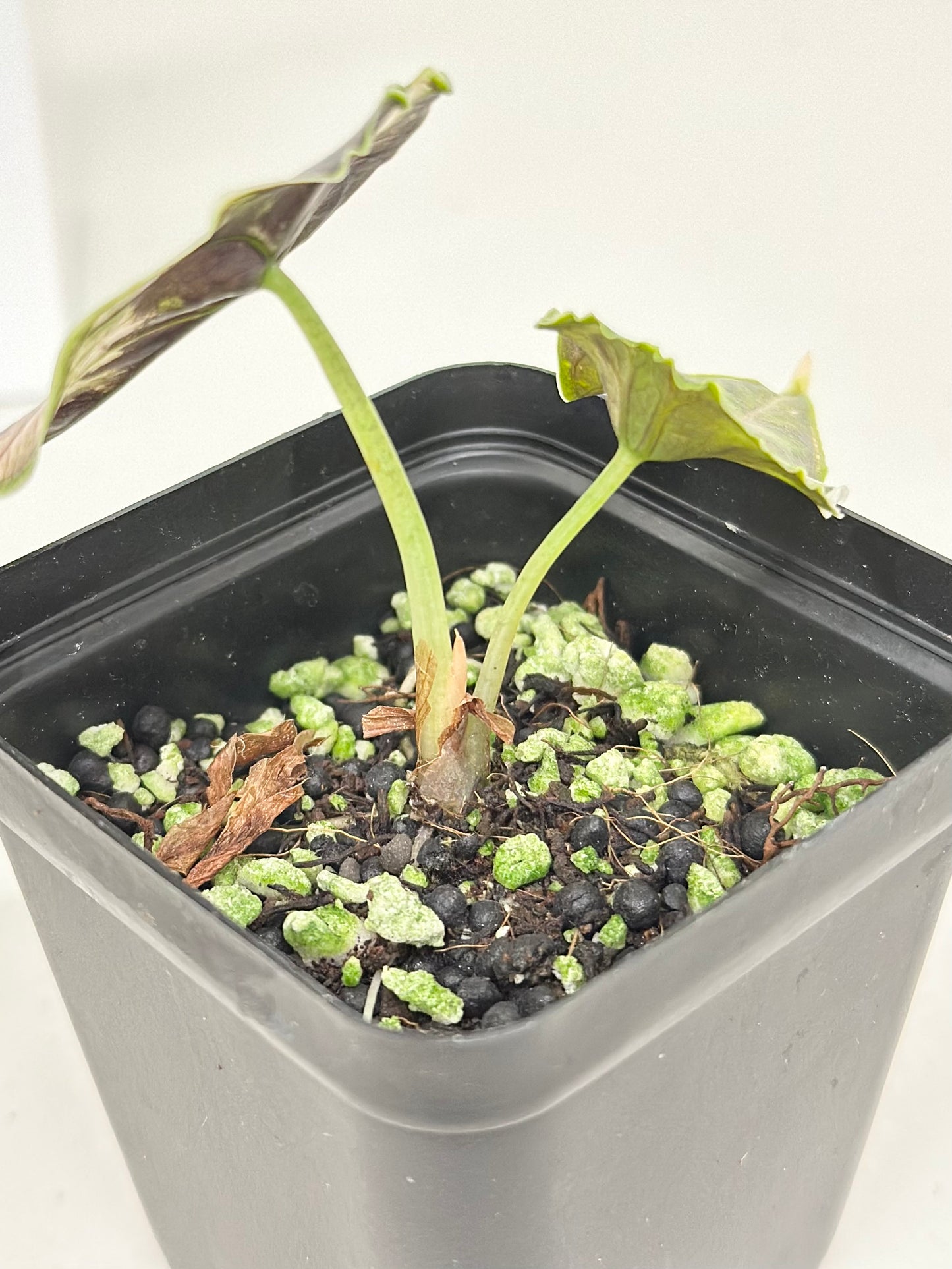 Alocasia Azlanii variegated - albo/pink