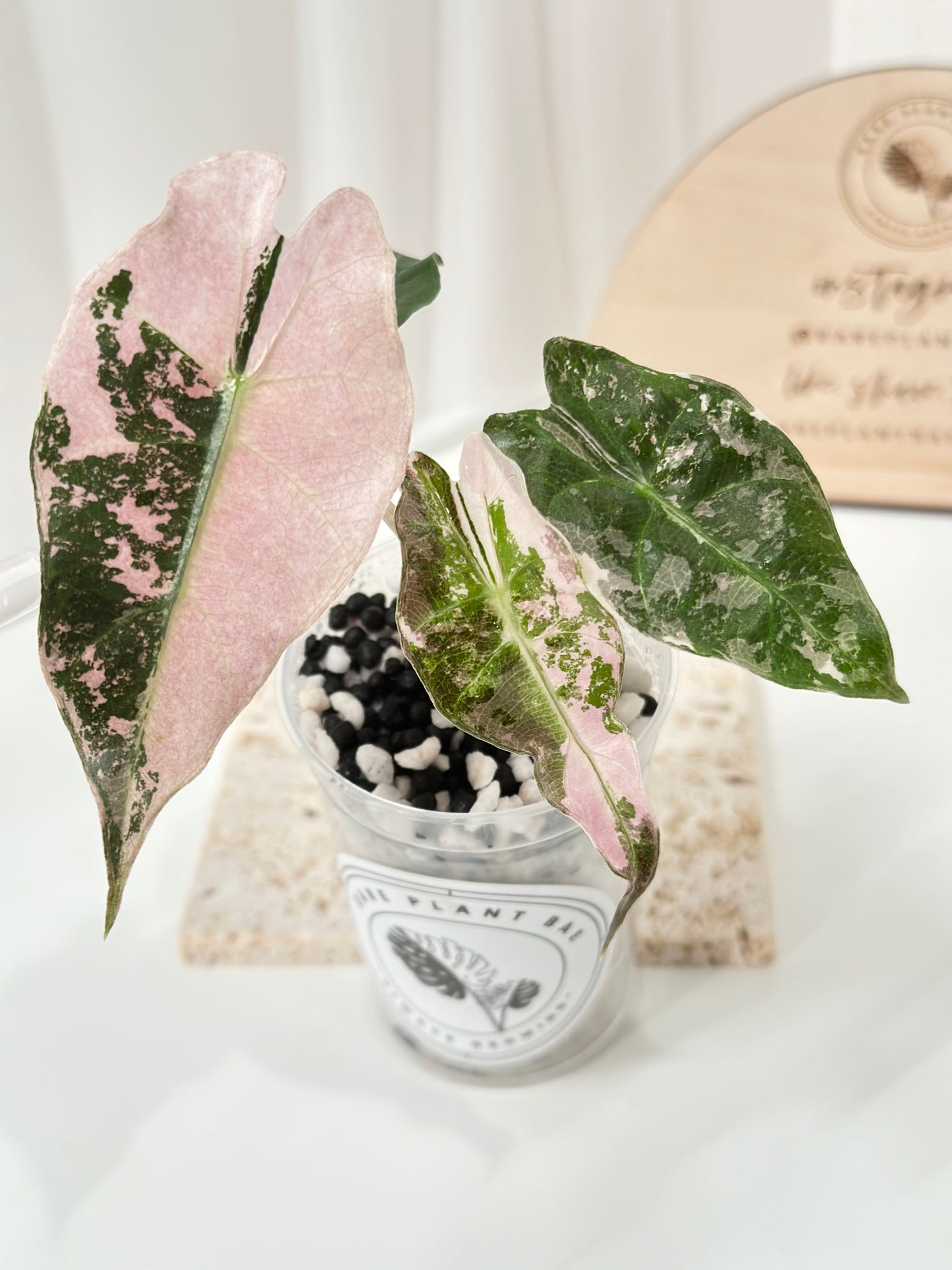 Alocasia Polly variegated - Pink