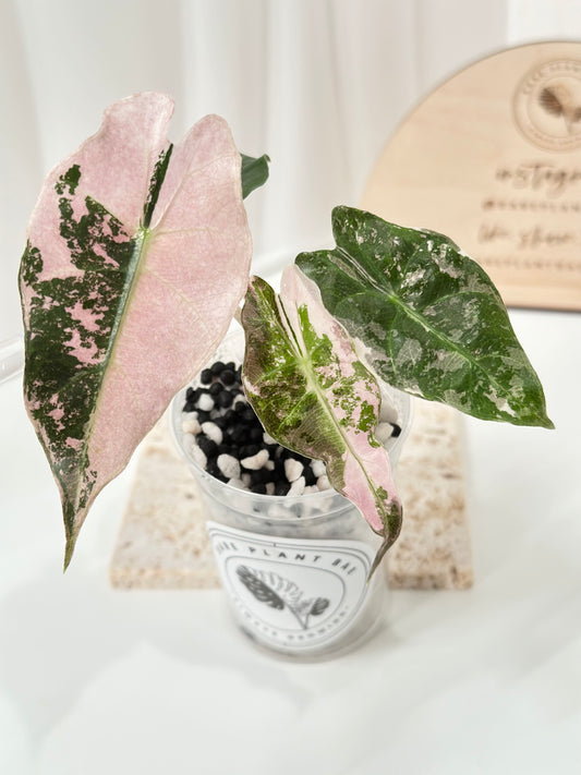 Alocasia Polly variegated - Pink