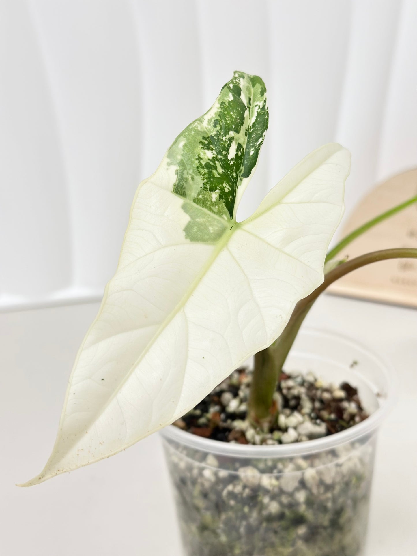 Alocasia Simpo Variegated - albo