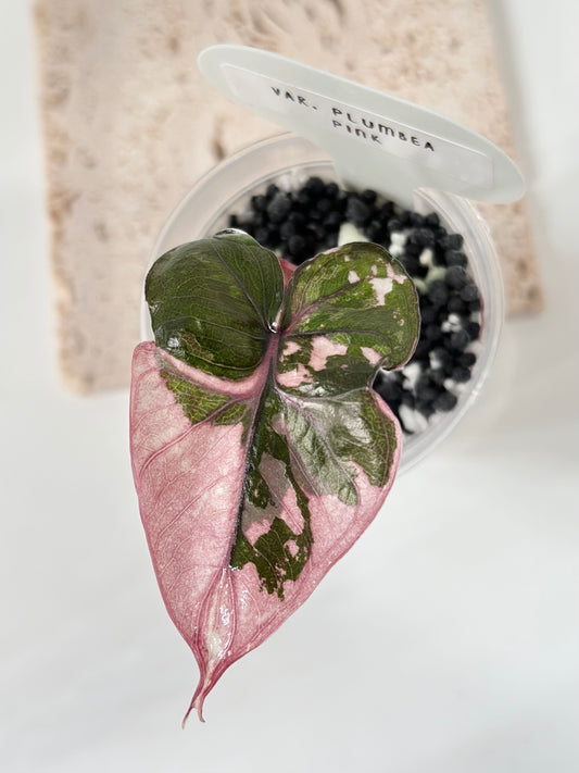 Alocasia Plumbea variegated - pink