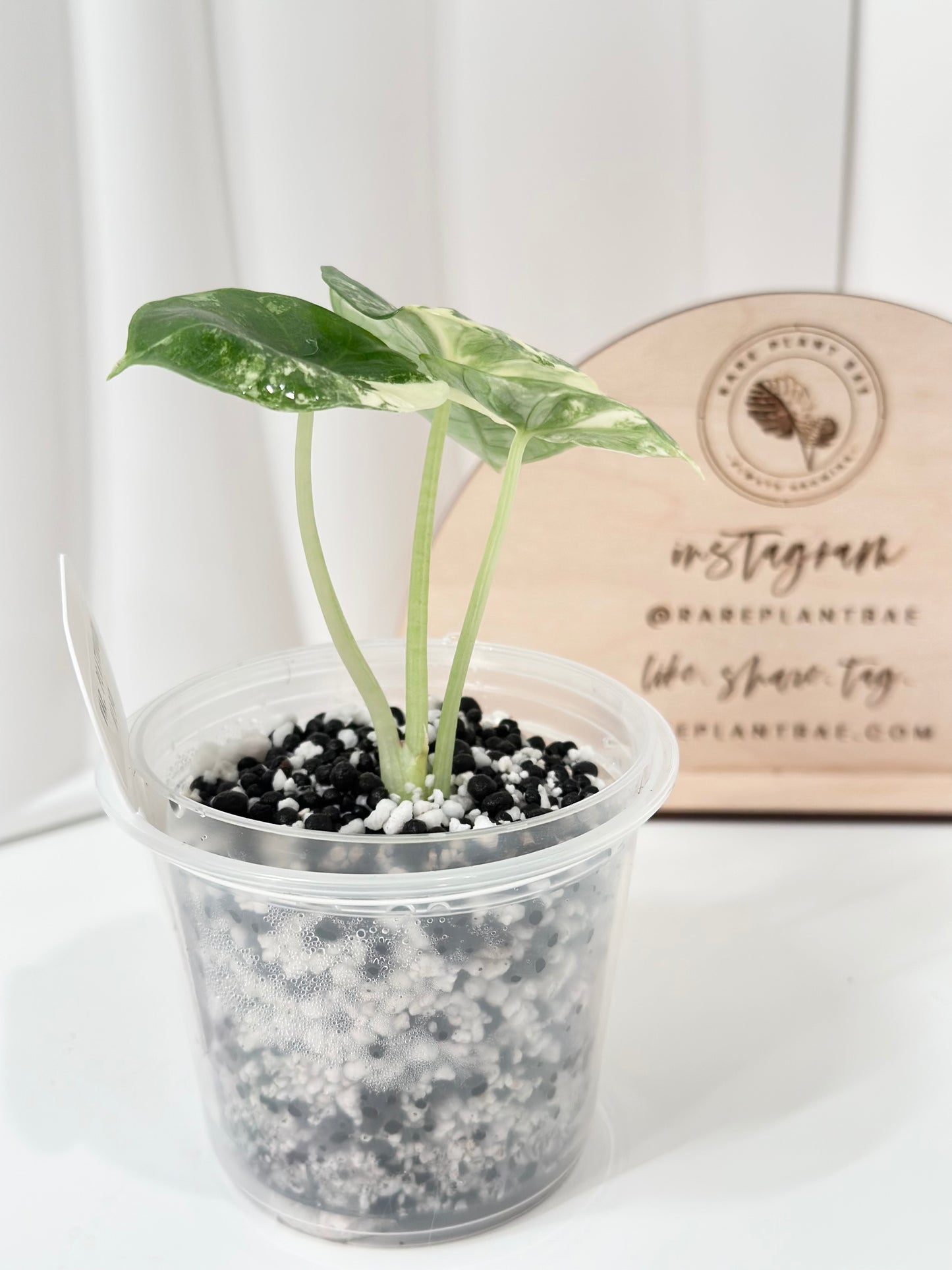 Alocasia Bisma "Platinum" variegated - albo