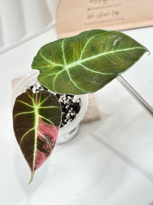 Alocasia Black Velvet Variegated - pink/albo