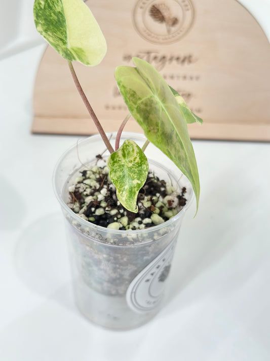 (NEW!) Alocasia Longiloba "Grandis" variegated - aurea