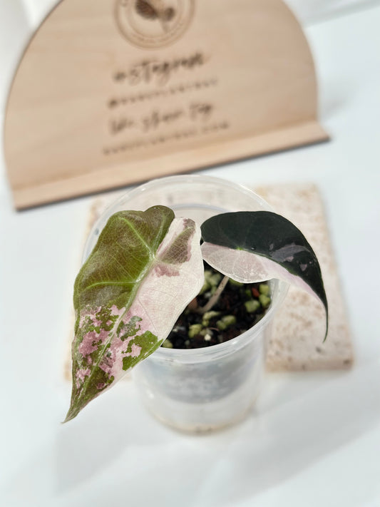 Alocasia Amazonica variegated - pink/albo (true US version)