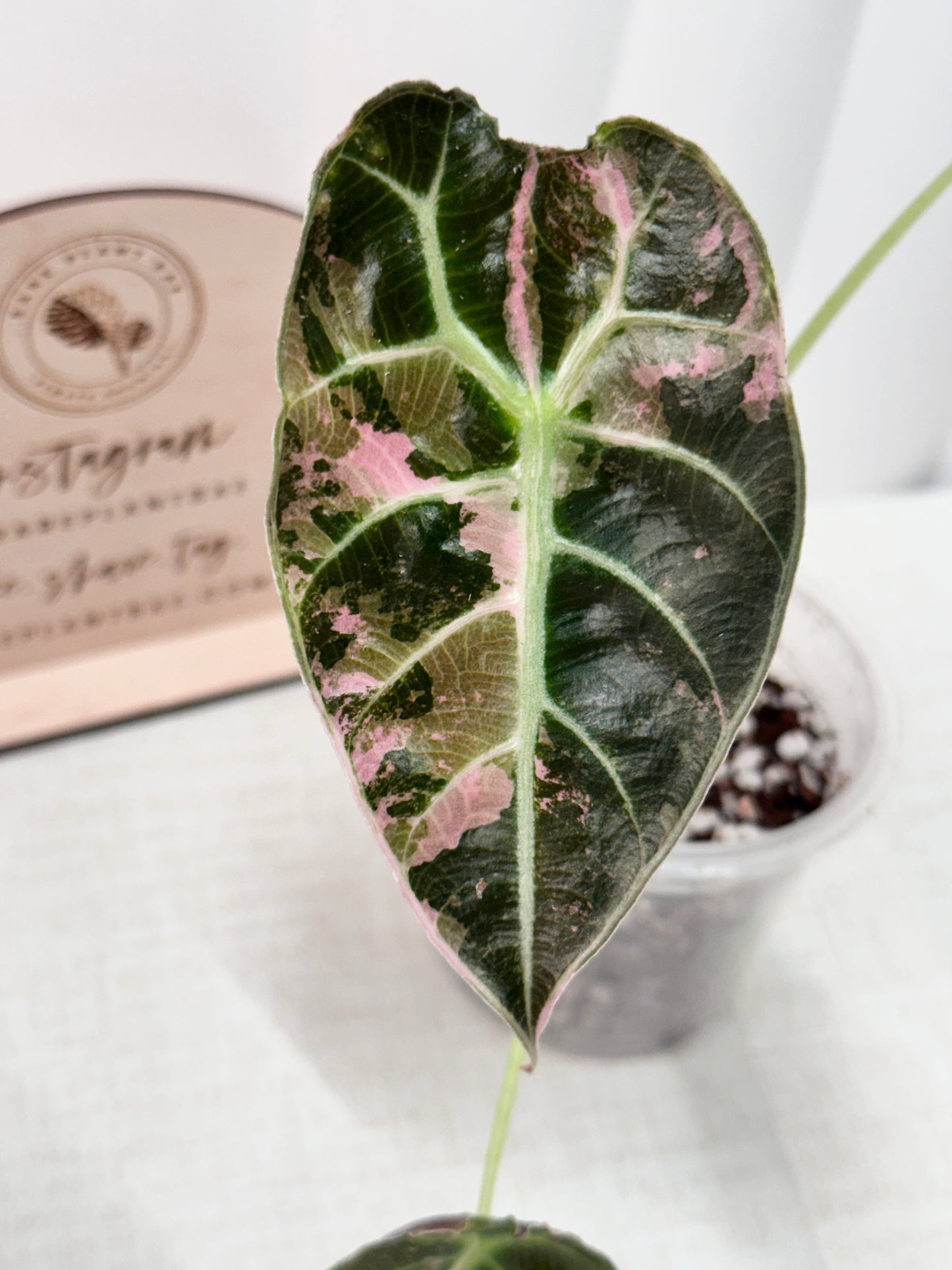 Alocasia Watsoniana Variegated Glossy - Pink/Albo