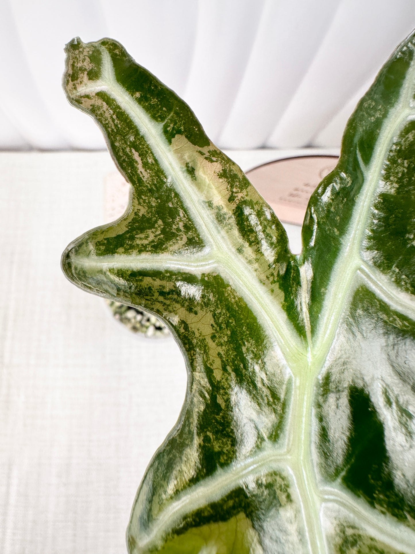 Alocasia Sanderiana "Nobilis" Variegated