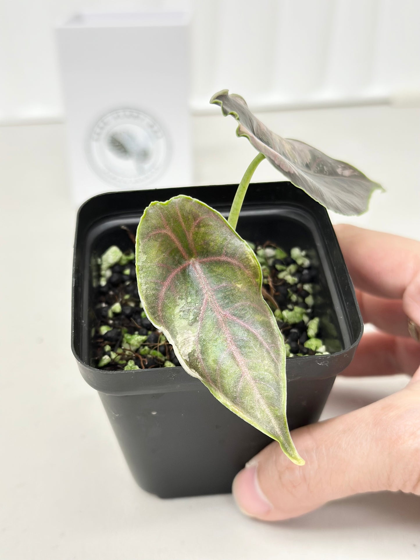 Alocasia Azlanii variegated - albo/pink