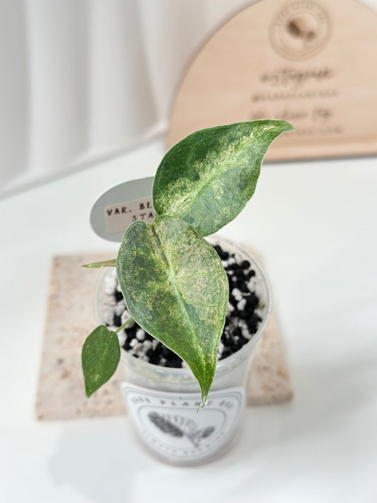 Alocasia Black Satun Variegated - Stardust