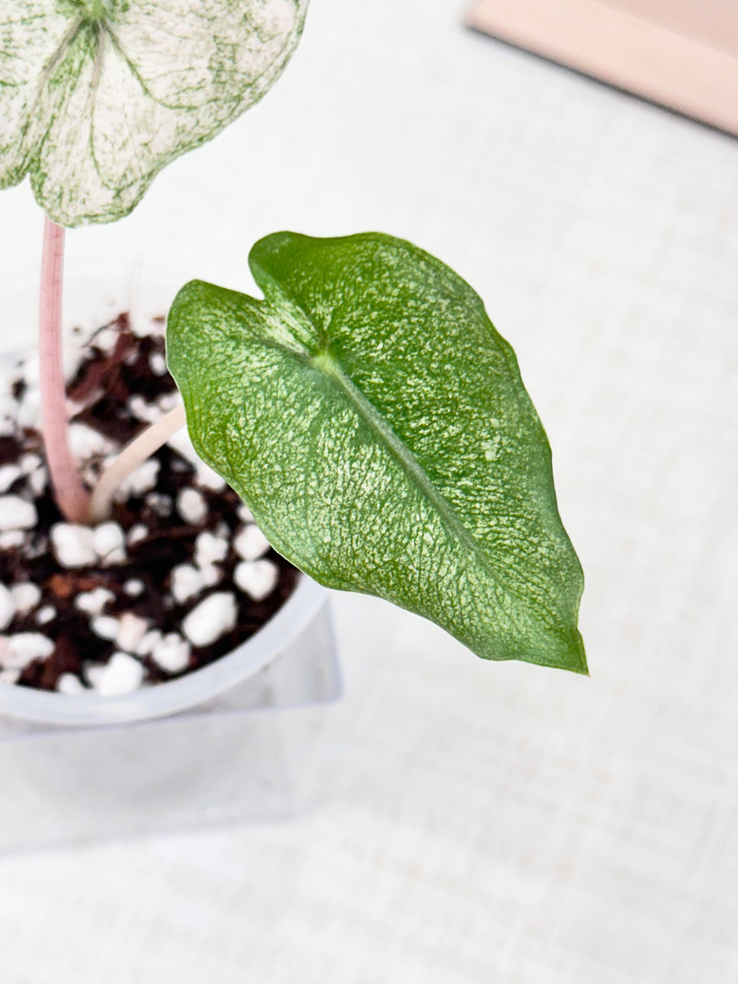 Alocasia Pink Dragon variegated - "stardust"