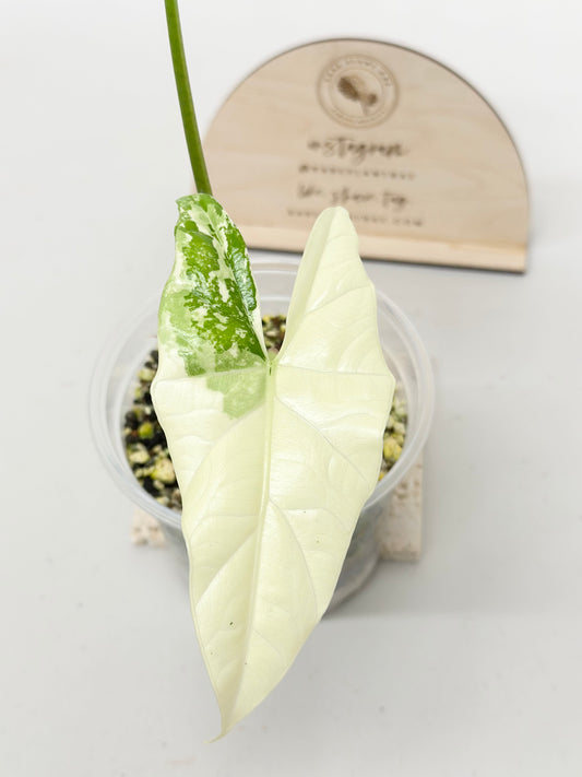 Alocasia Simpo Variegated - albo