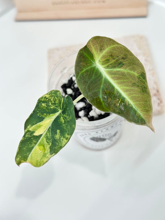 Alocasia Black Velvet Variegated - aurea