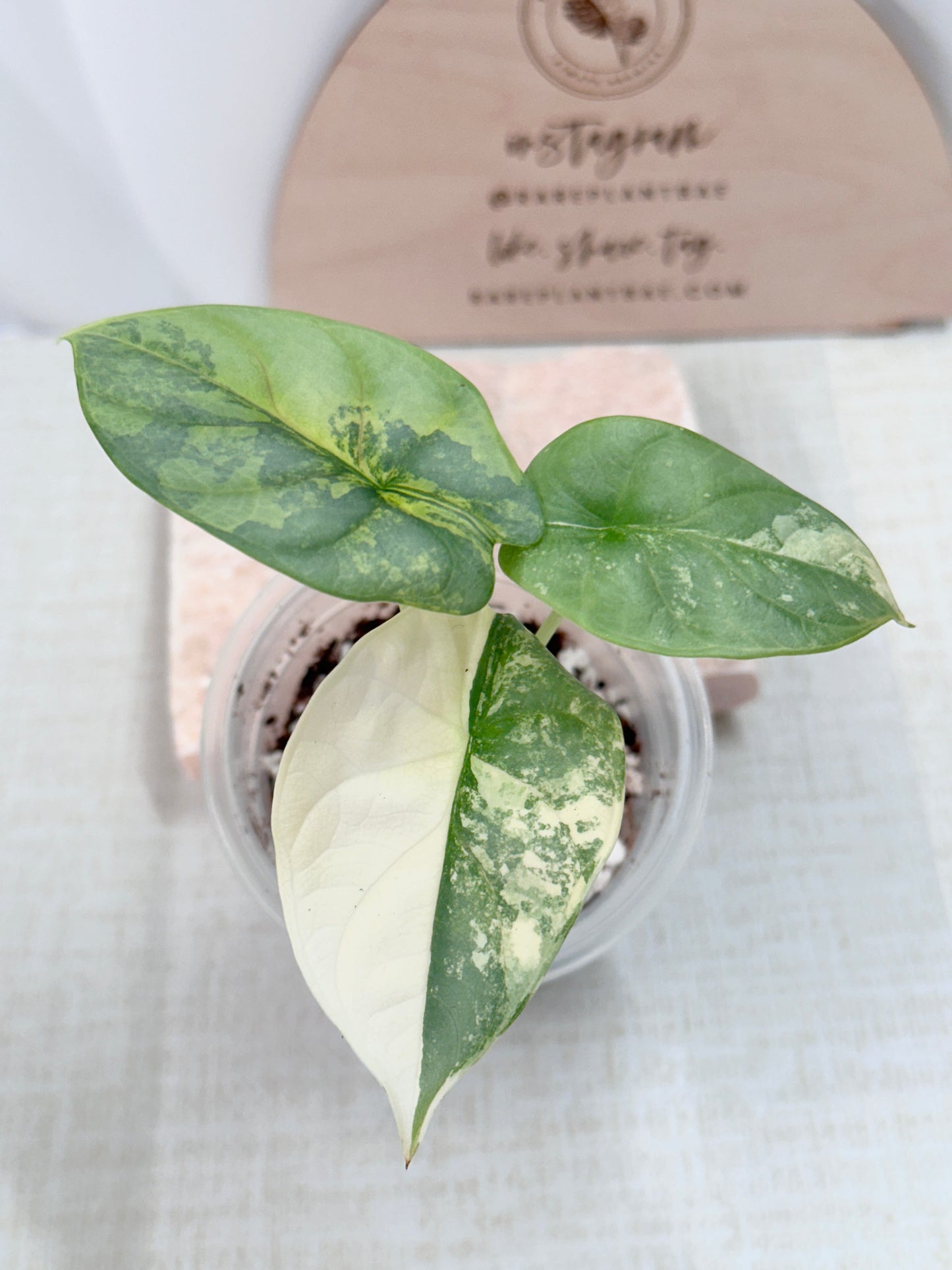 Alocasia Silver Dragon Variegated - aurea *high color*