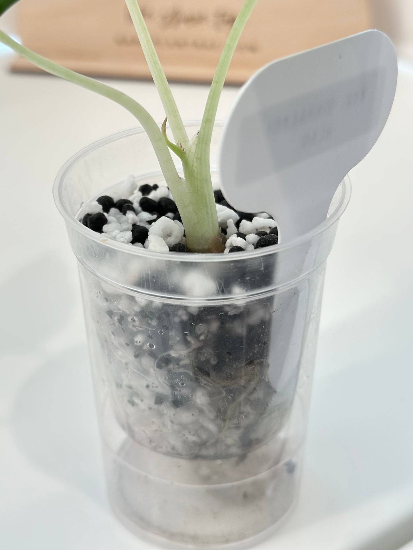 Alocasia Maharani variegated - albo