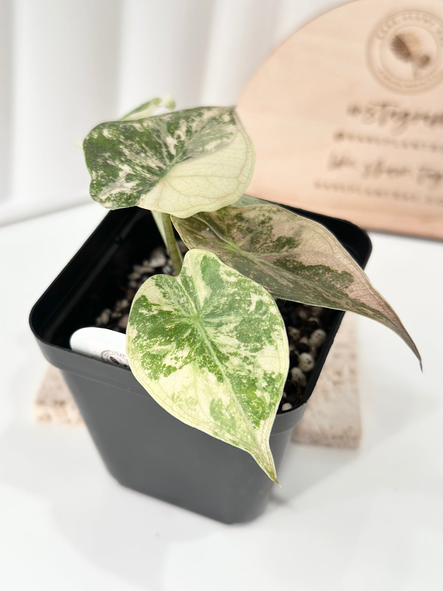 Alocasia Wentii variegated - pink/ albo (A3)