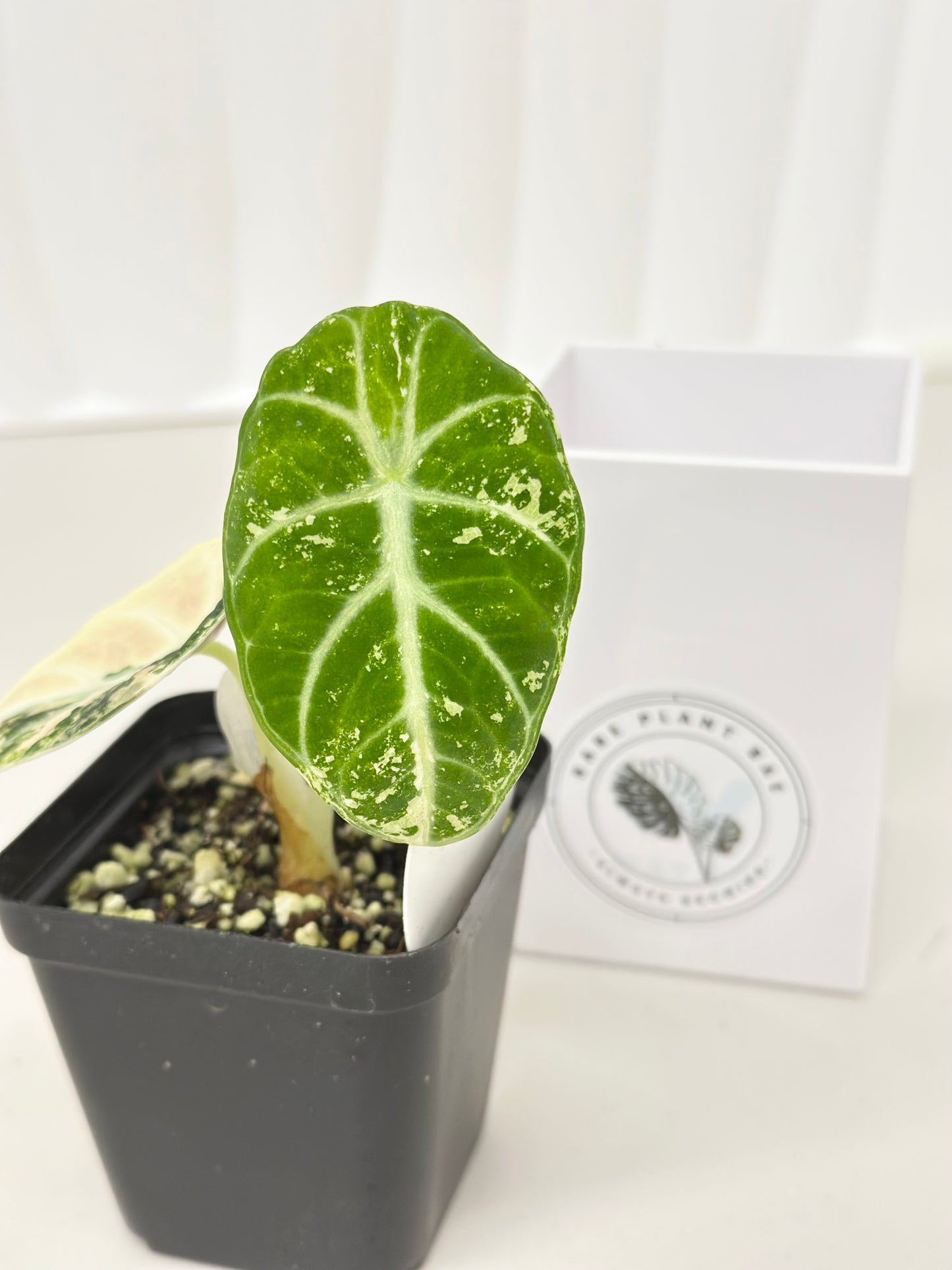 Alocasia Ninja variegated - albo