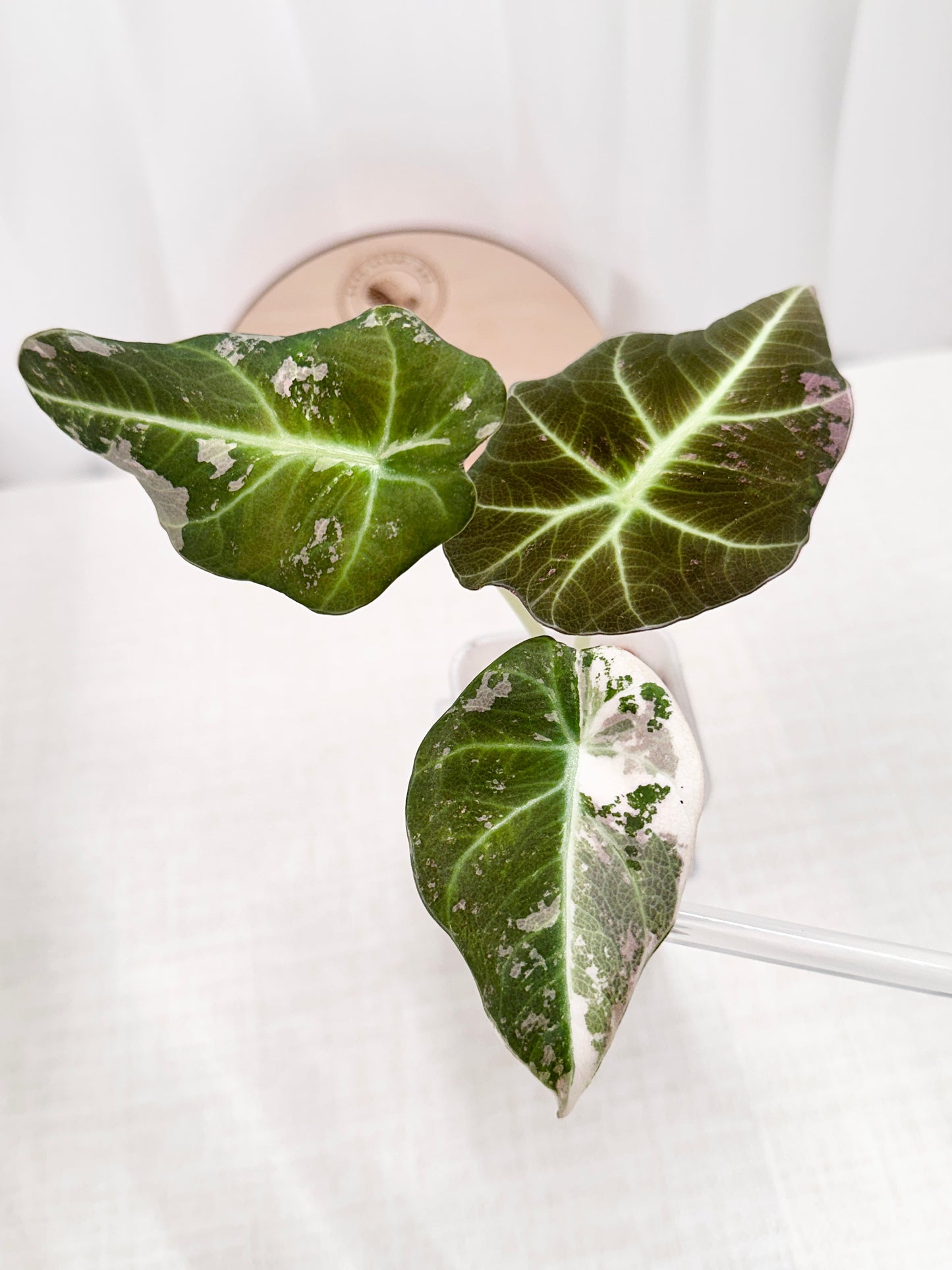 Alocasia Black Velvet Variegated - pink/albo