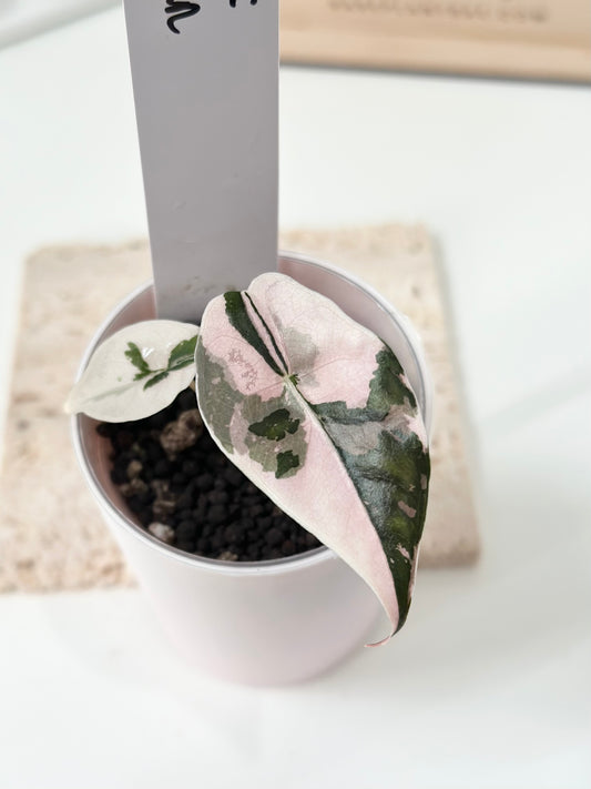Alocasia Chantrieri Variegated - pink *corm grown*