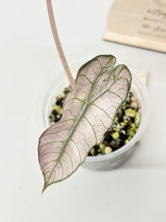 Alocasia Pink Dragon variegated - "stardust"