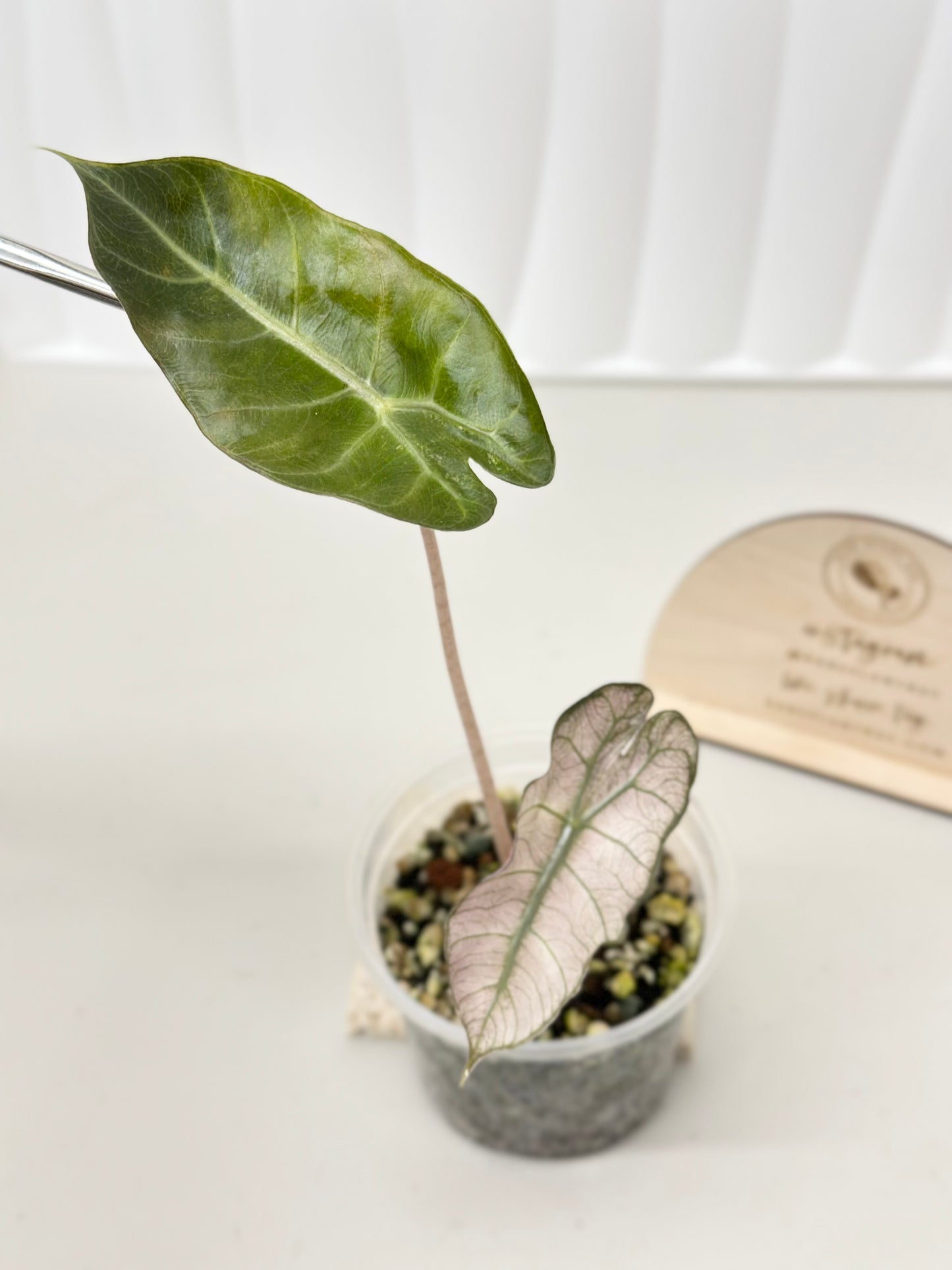 Alocasia Pink Dragon variegated - "stardust"