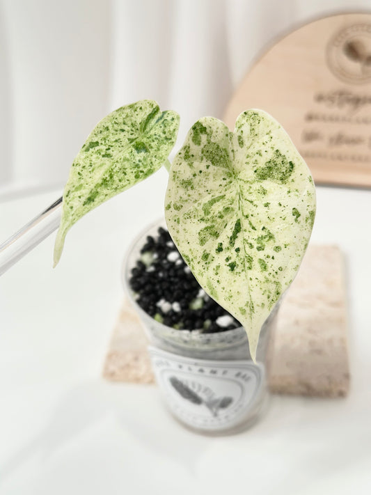 Alocasia Dragon Scale Variegated (Mint)