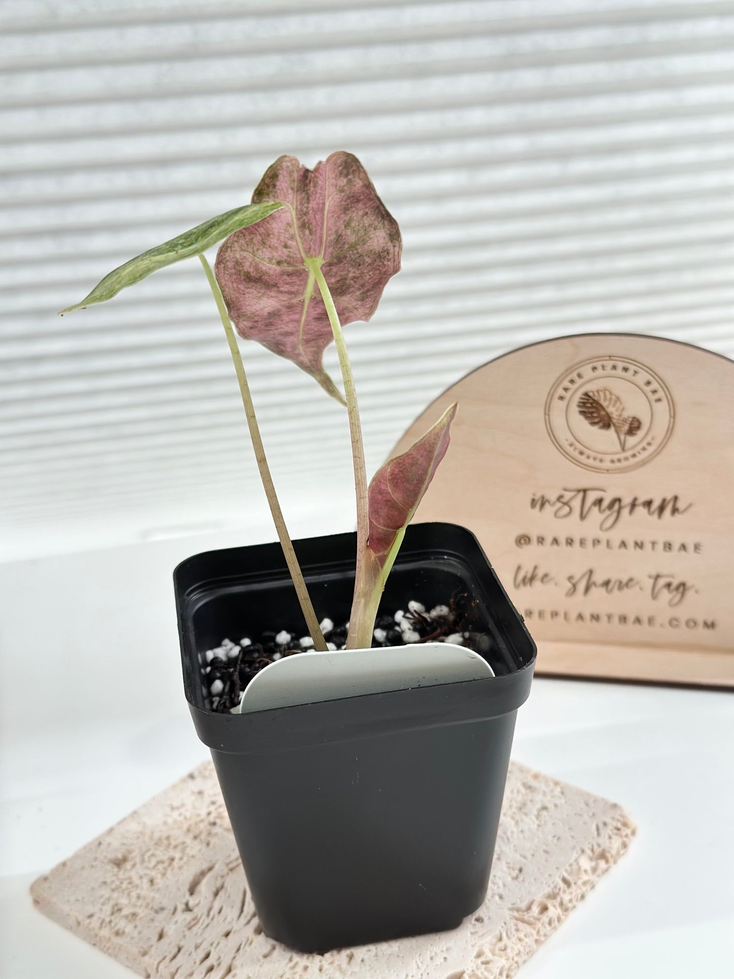 Alocasia Black Satun Variegated - Stardust