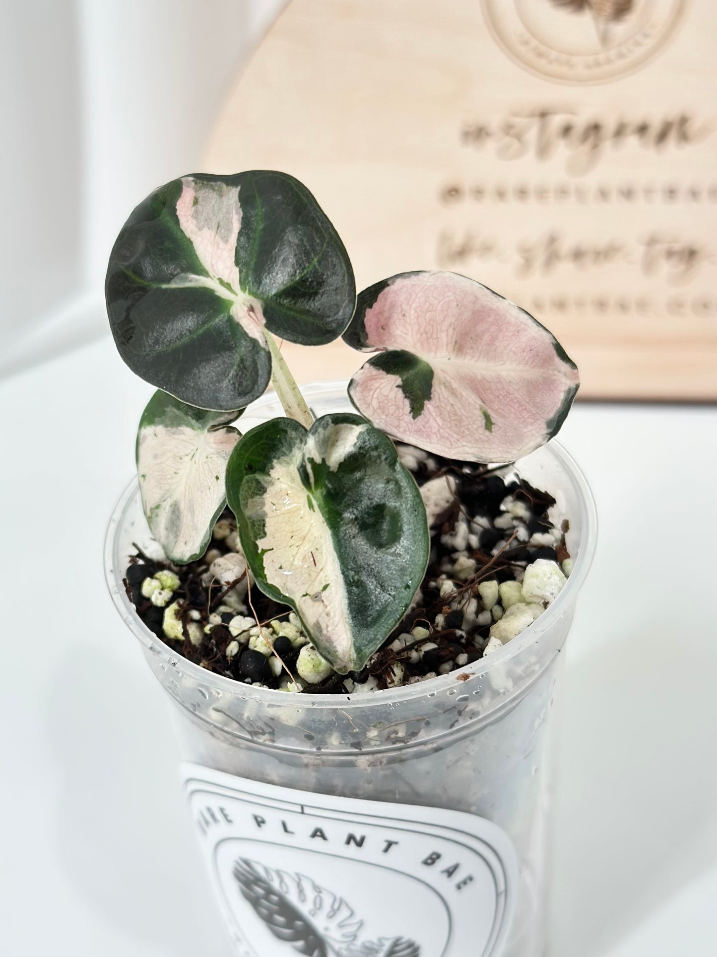 Alocasia Heart Balloon Variegated - Pink