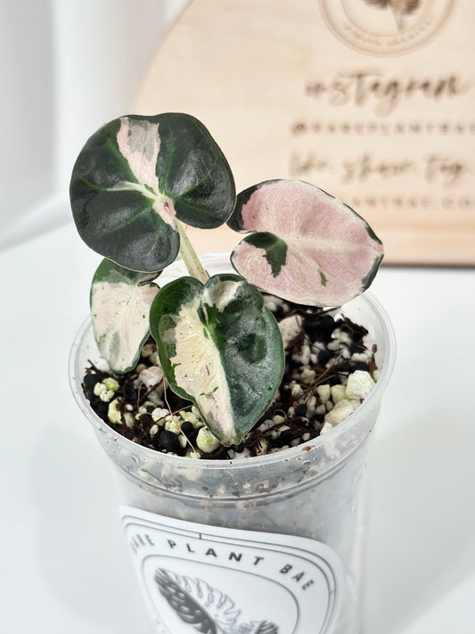 Alocasia Heart Balloon Variegated - Pink