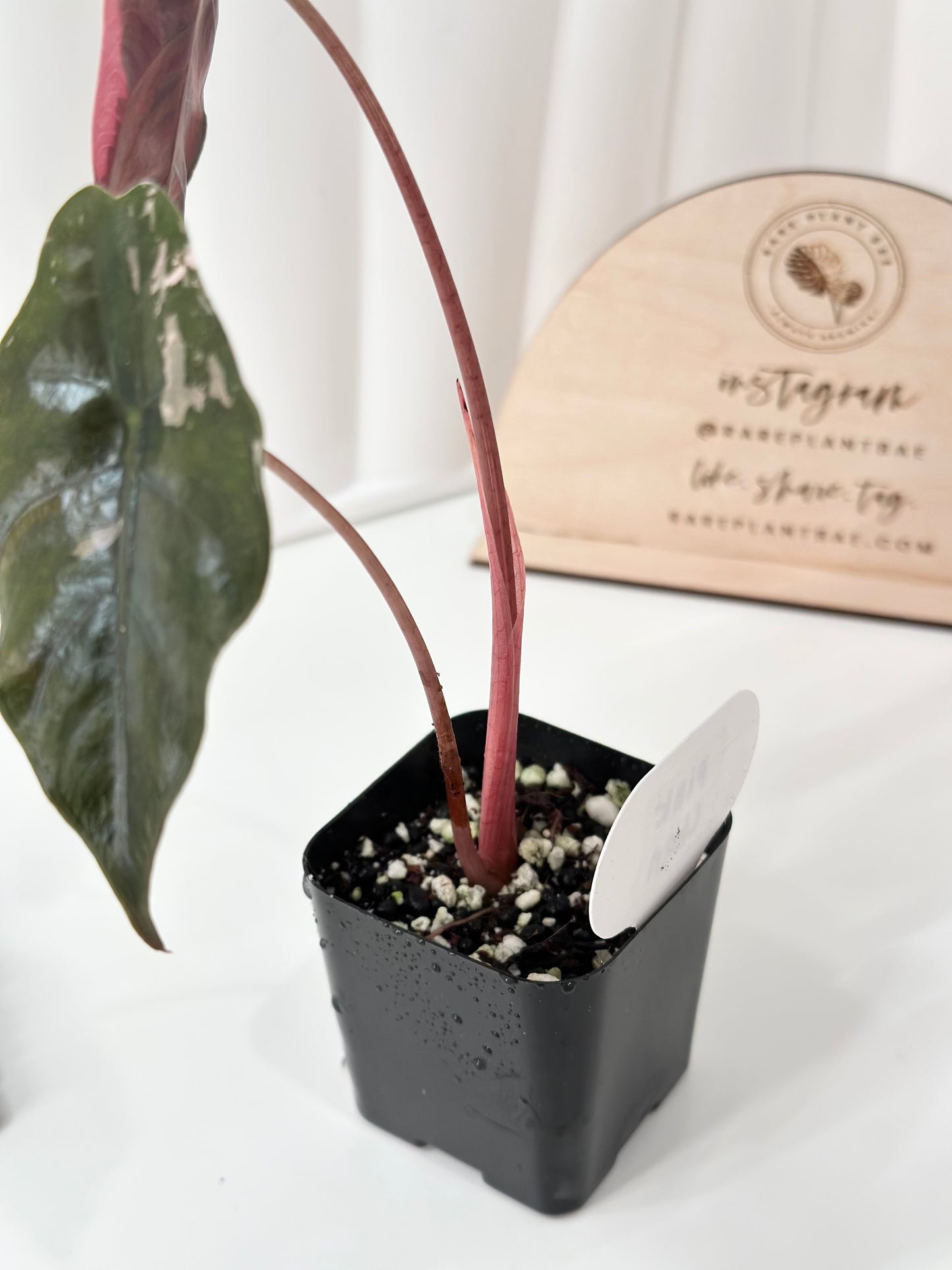 Alocasia Chantrieri Variegated - pink