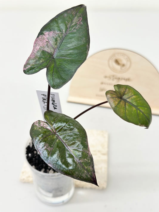 Alocasia Plumbea variegated - pink *special mutation* *corm grown*