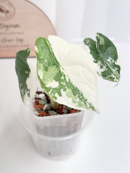 Alocasia Melo variegated - albo