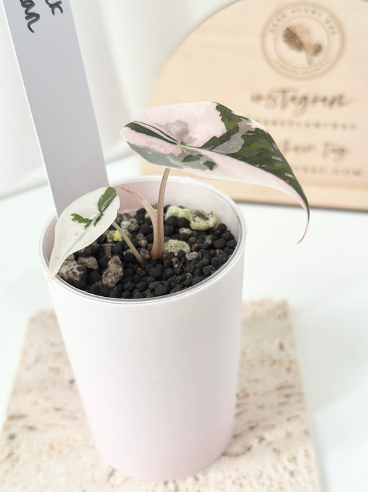 Alocasia Chantrieri Variegated - pink *corm grown*
