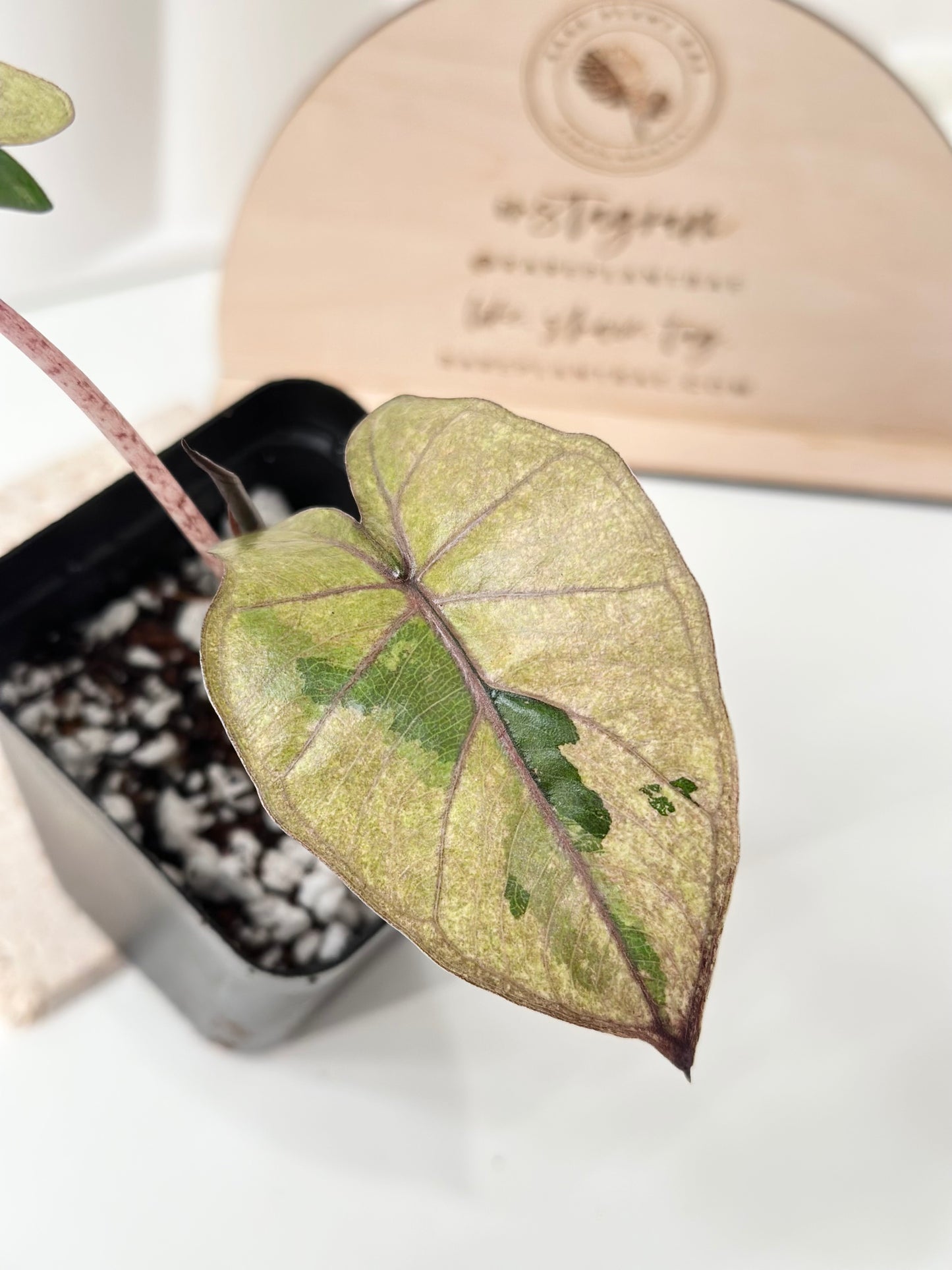 Alocasia Yucatan Princess Variegated - Aurea